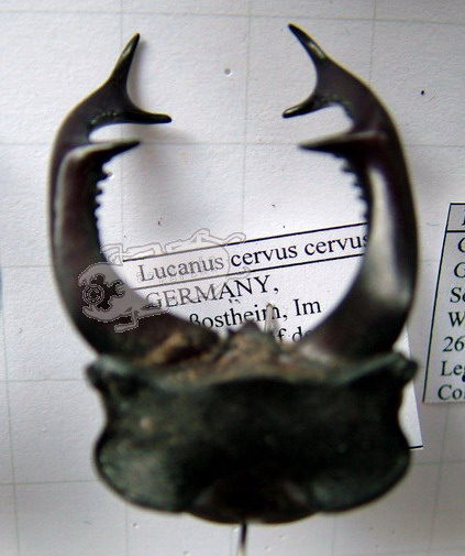 Head and Mandible variations in Lucanus cervus cervus